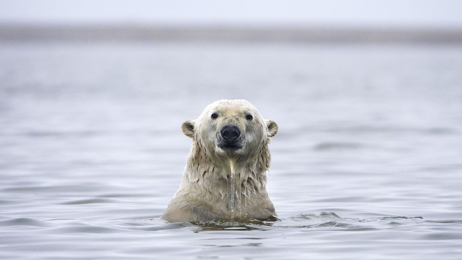 Foto: Un oso polar juega en el agua de Alaska después de haber migrado de su hábitat natural por el cambio climático. (EFE)