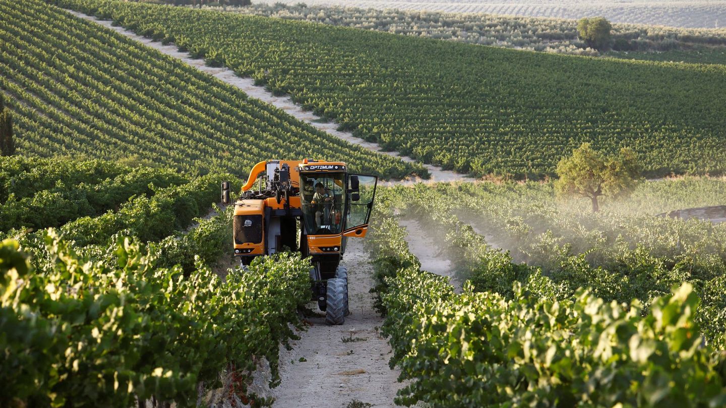 Una máquina cosechadora recolecta uvas en la localidad cordobesa de Montilla. (EFE)