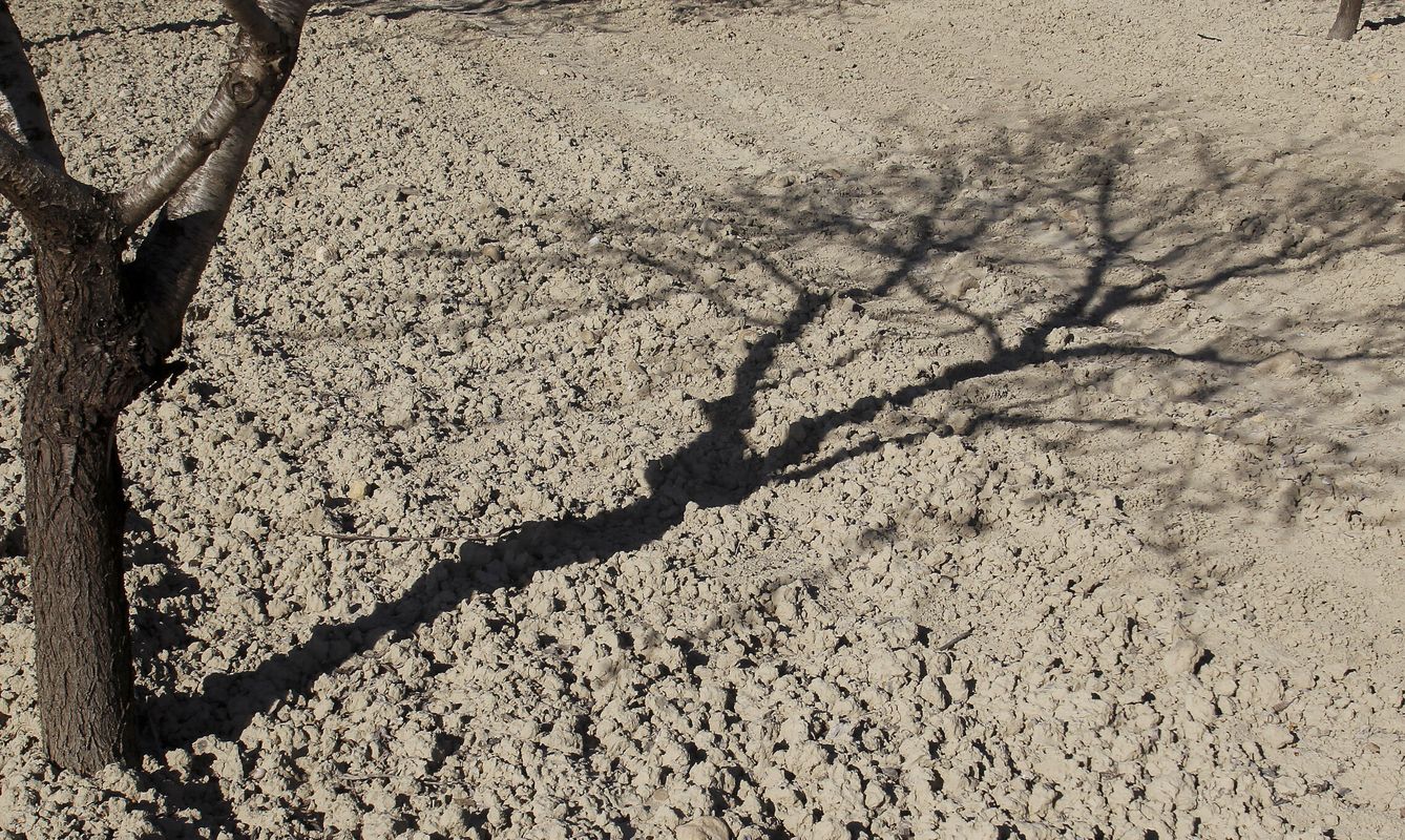 Campos baldíos y árboles resecos: el paisaje de la sequía en Cataluña. (EFE/Morell) 