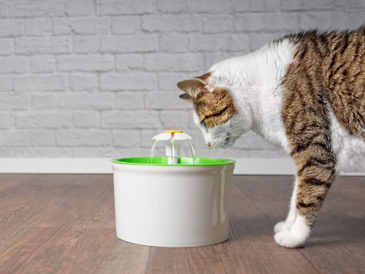Foto: Fuentes para gatos: así podrás dejarlos solos en casa (iStock)