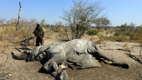 Noticia de ¿Te gustan los elefantes? Pues mételos en tu casa: el 'regalo' envenenado de Botsuana a Alemania