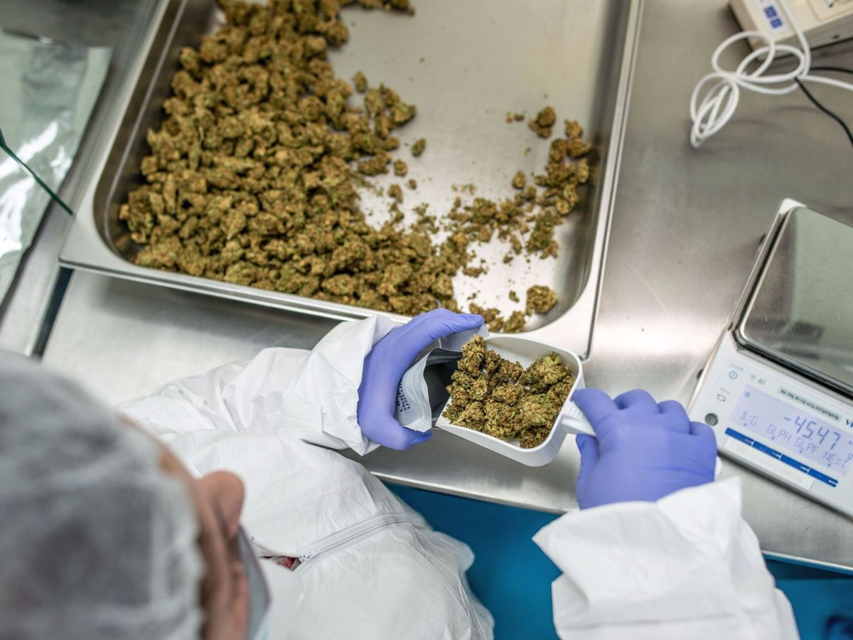 Foto: Un trabajador empaqueta marihuana medicinal en el Estado de Israel. (EFE)