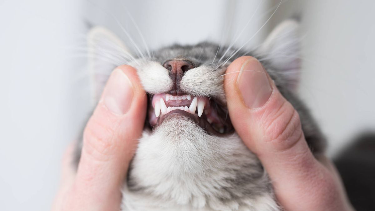 Sí, tu gato te odia: esta es la conexión de los animales con sus dueños