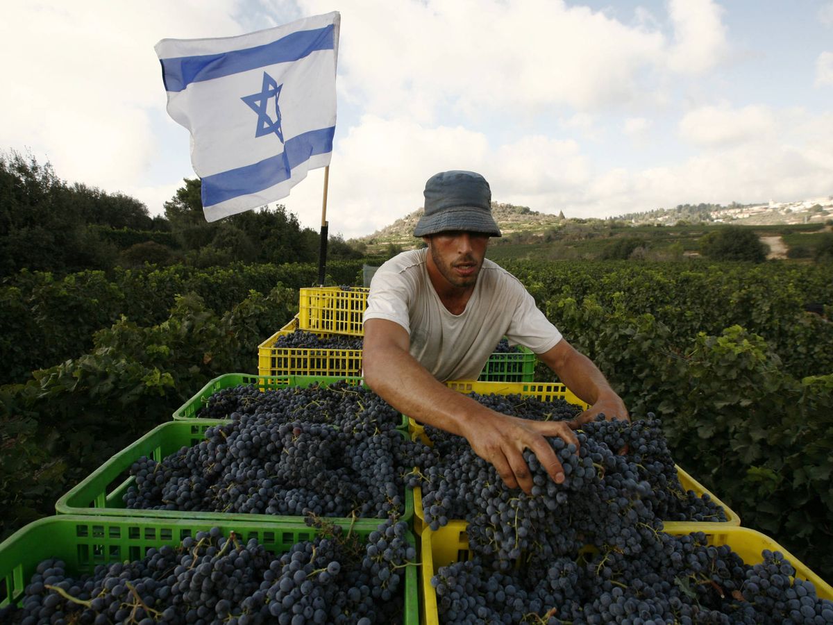 Foto: A worker places grapes in a crate in one of the vineyards of Kibbutz Tzuba