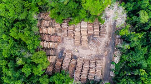 Inteligencia artificial para acabar con la tala ilegal