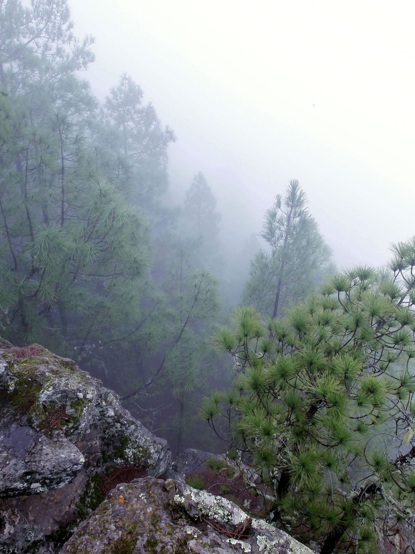 Una espesa niebla cubre el pinar de Tamadaba. (EFE)