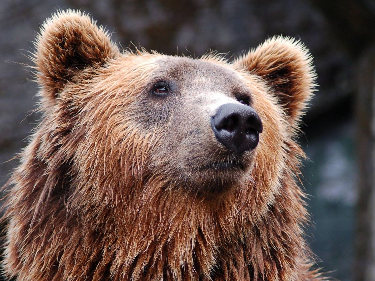 Foto: Los osos son símbolo de los mercados bajistas. (Foto: Pixabay)