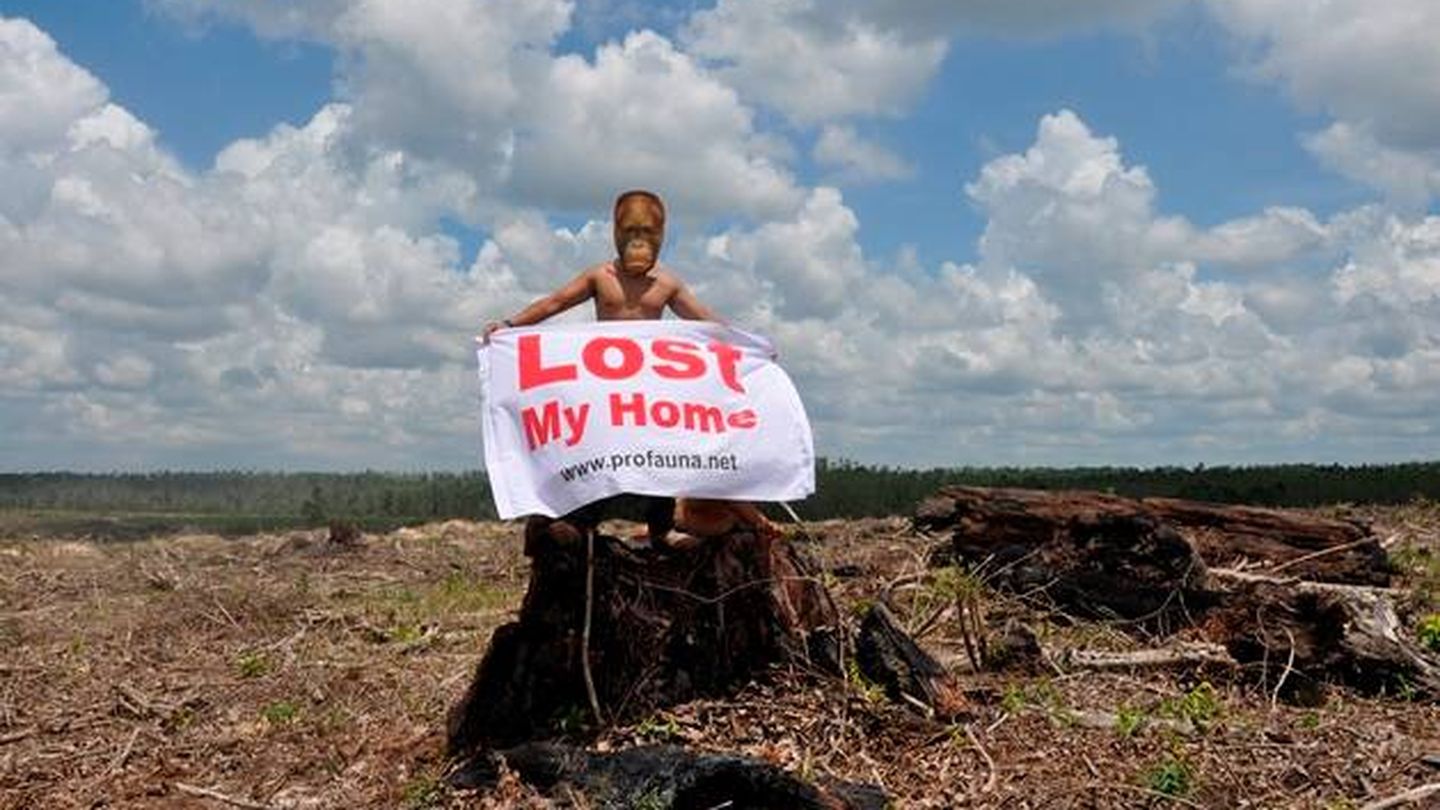 Protesta en contra de la deforestación que afecta a los orangutanes en Kalimantan. (Profauna)