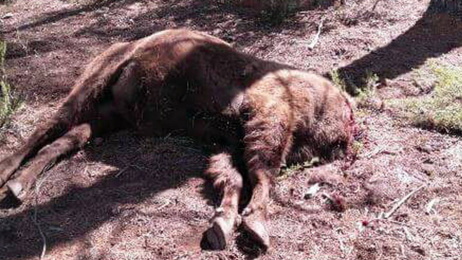 Foto: Imagen del bisonte decapitado. (Reserva de Valdeserrillas)