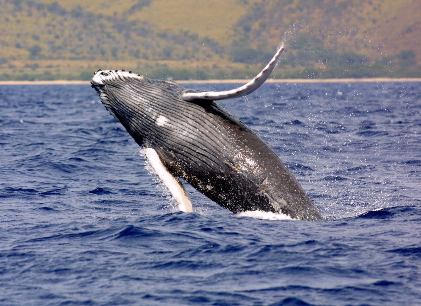 Imagen de archivo de una ballena