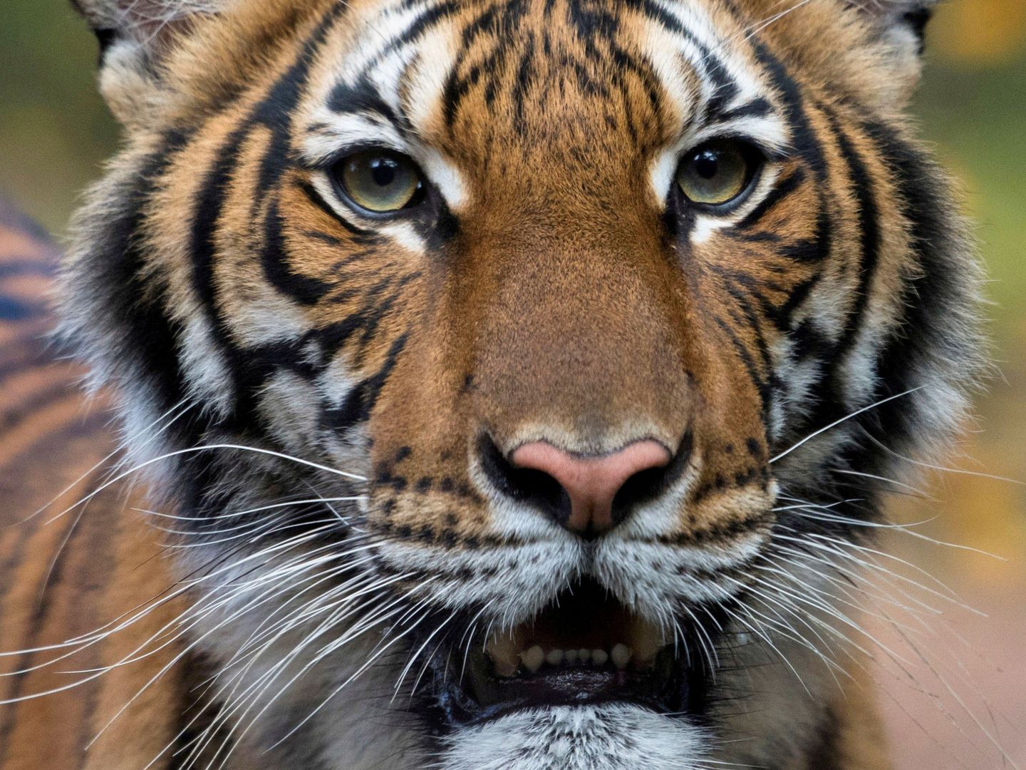 Nadia, el primer tigre que dio positivo por coronavirus el 5 de abril (Reuters)