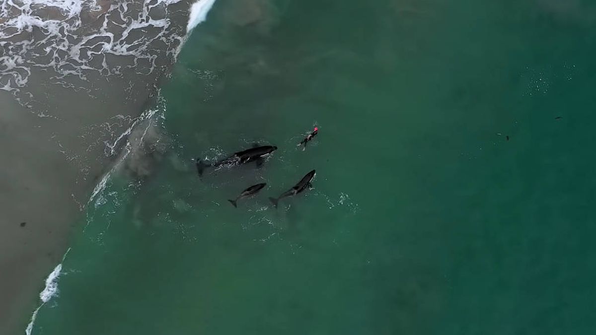 Vídeo: un dron graba el momento en el que una nadadora juega con una familia de orcas