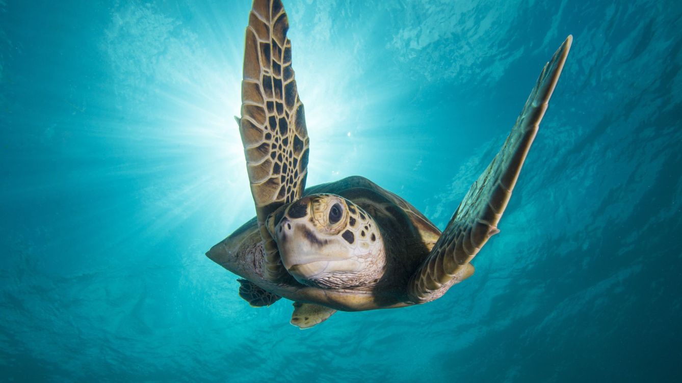 Foto: Las tortugas marinas buscan refugio en las playas del Mediterráneo: debemos ayudarlas (EFE/BBC Worlwide)
