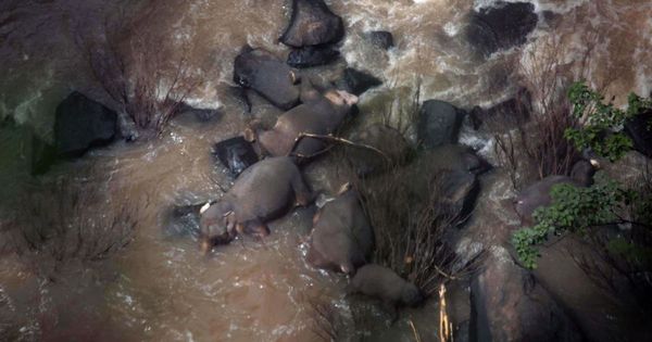 Foto: Six elephants died after falling into the waterfall in khao yai national park