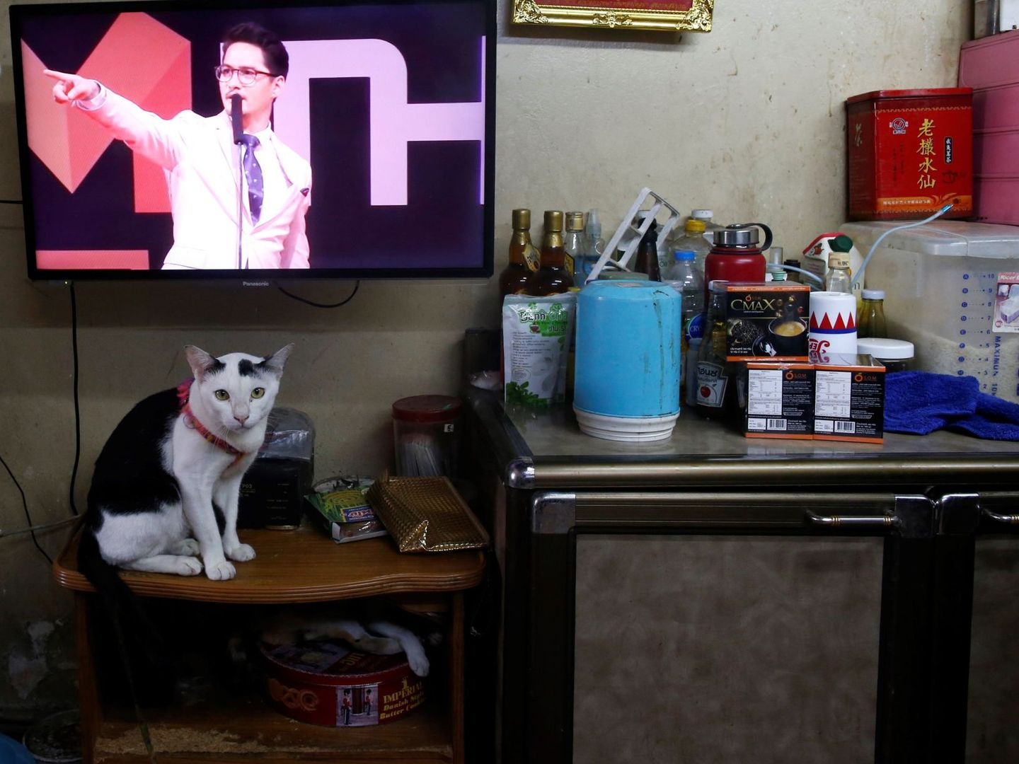 Un gato, sentado frente al televisor (EFE/Rungroj Yongrit)