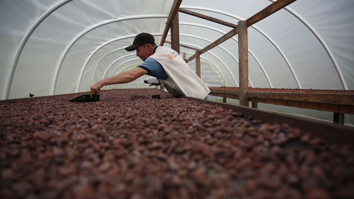 ¿Crisis alimentaria? El precio del cacao alcanza su máximo en 12 años por falta de suministro
