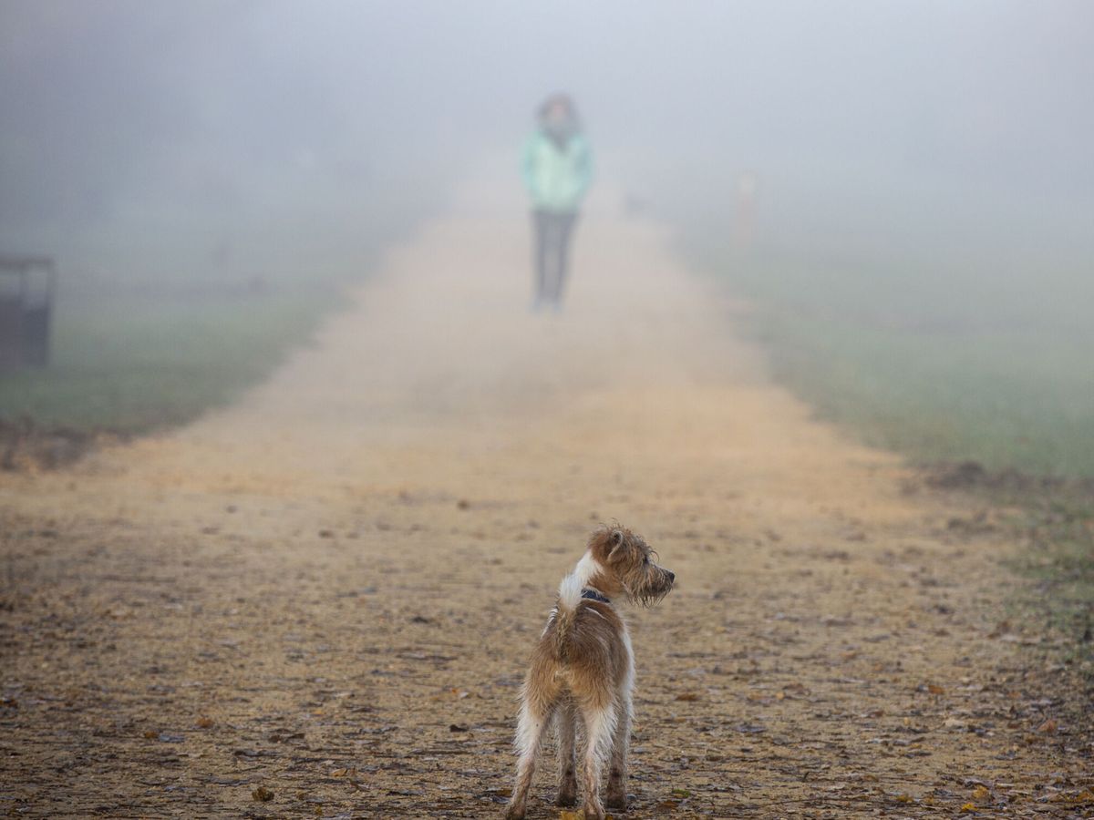 Foto: Un perro en un parque de Vitoria. (EFE/David Aguilar)