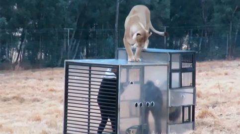 El mundo al revés: leones en libertad acechan a turistas encerrados en jaulas