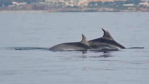 Pescadores y conservacionistas colaboran juntos para salvar a los delfines