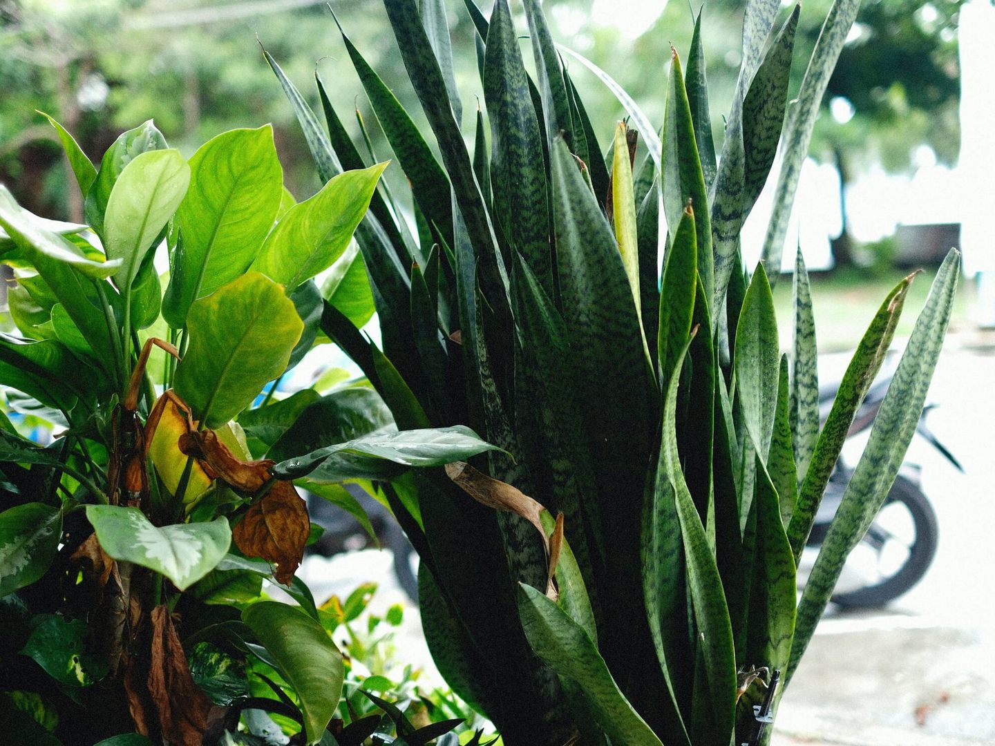 Una solución sencilla: 10 plantas que pueden absorber la humedad