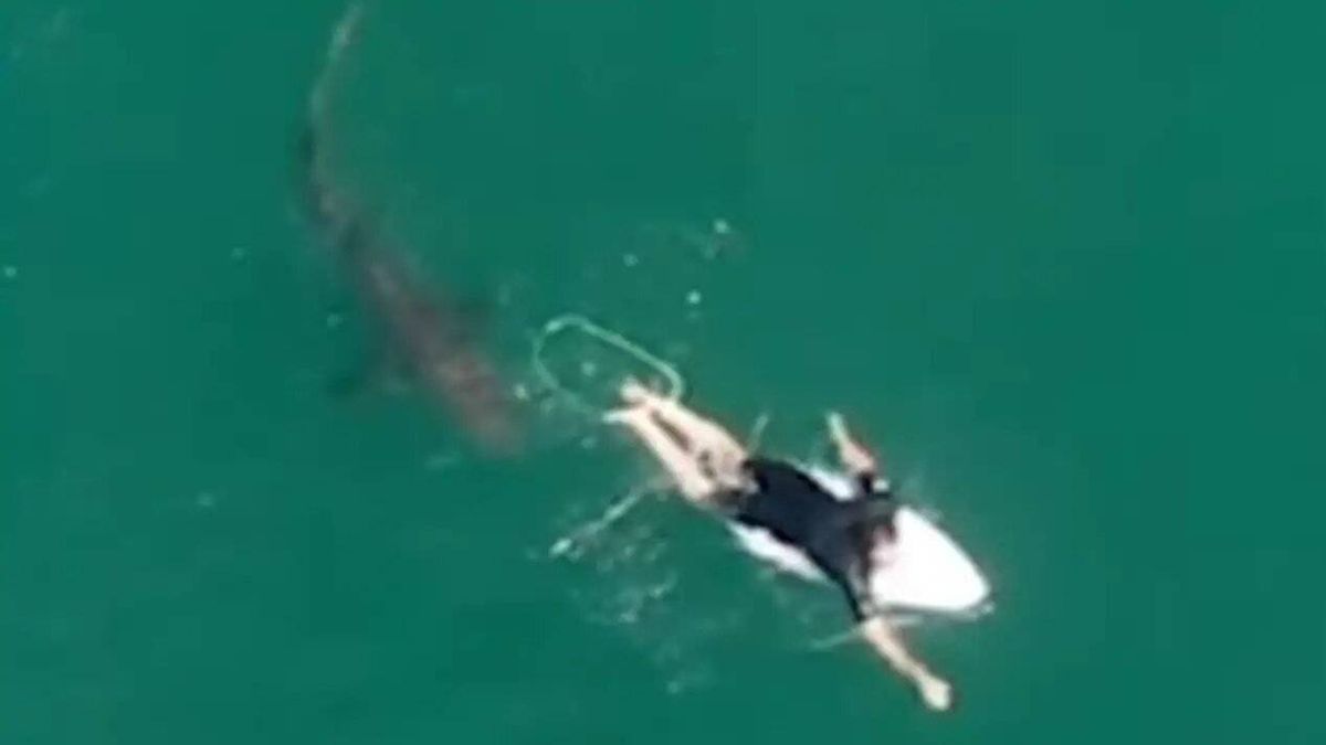 Un surfista recibe la visita de un gran tiburón blanco y se salva por los pelos