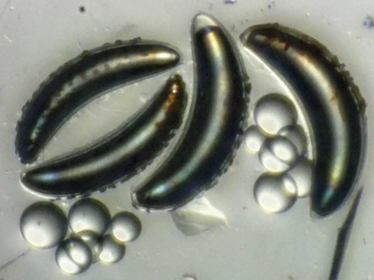 Larva de mosca do Lago Malawi resiste a pressões de profundidades superiores a 400 metros