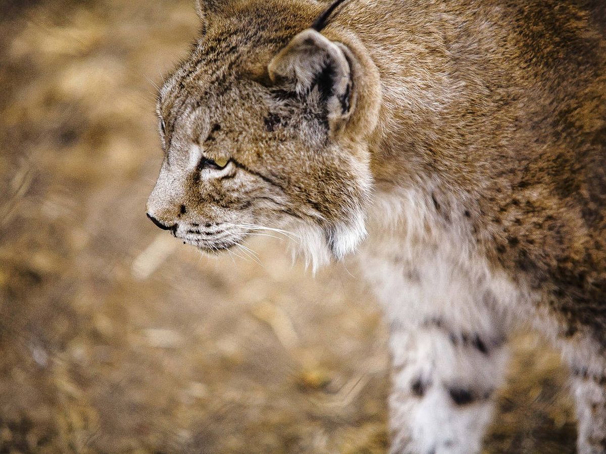 Foto: El lince ibérico es uno de los animales más expuestos al peligro de extinción en nuestro país (Foto: Pixabay)
