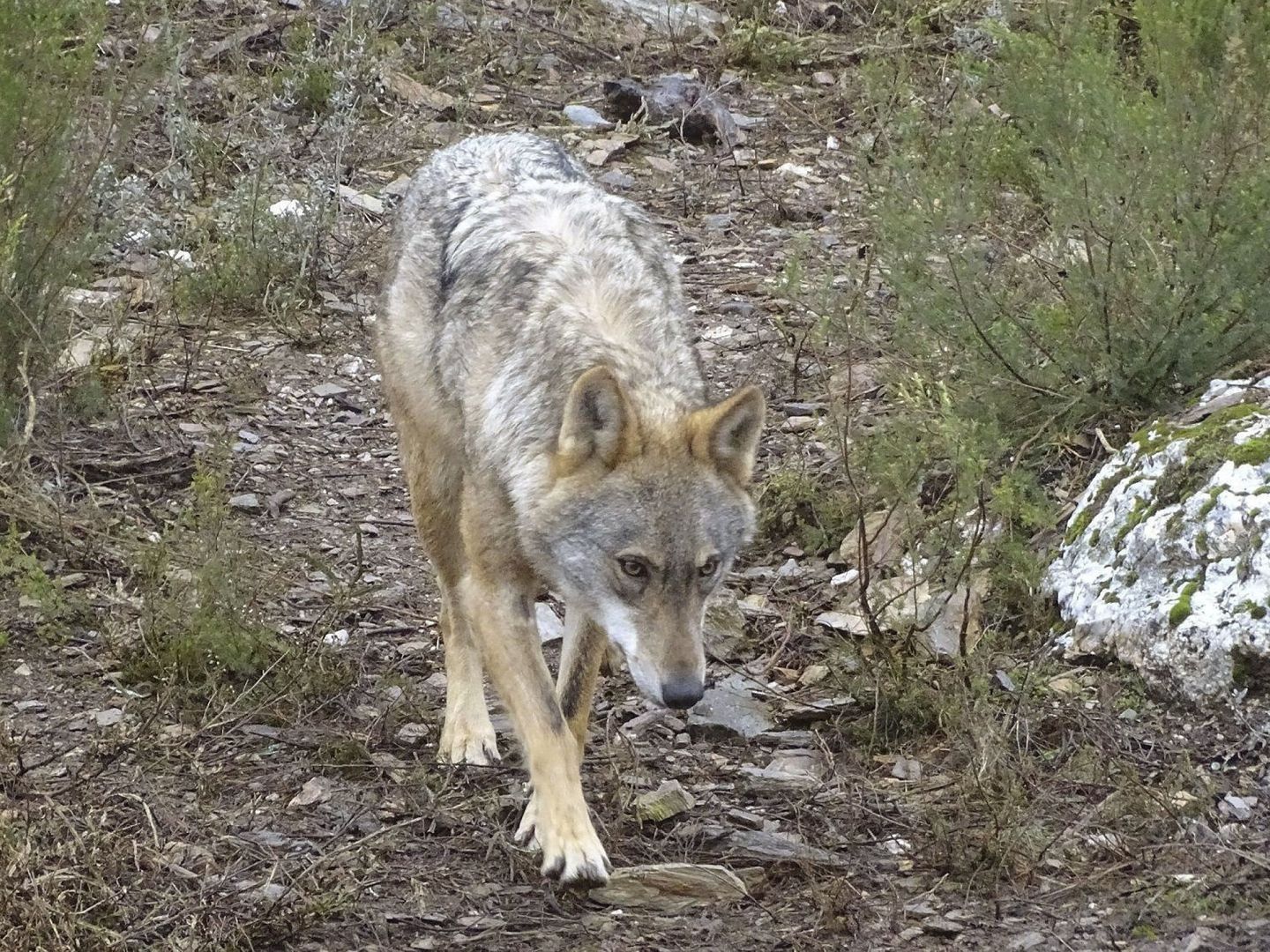 Imagen de archivo de un lobo ibérico. (EFE) 