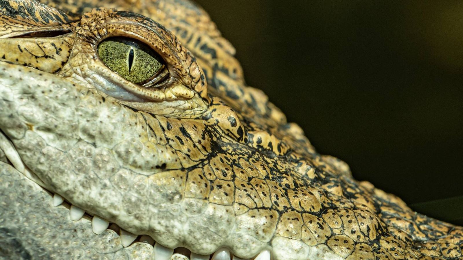 Descubren en Australia una comunidad "críptica" de depredadores marinos que conquistaron el océano hace 250 millones de años