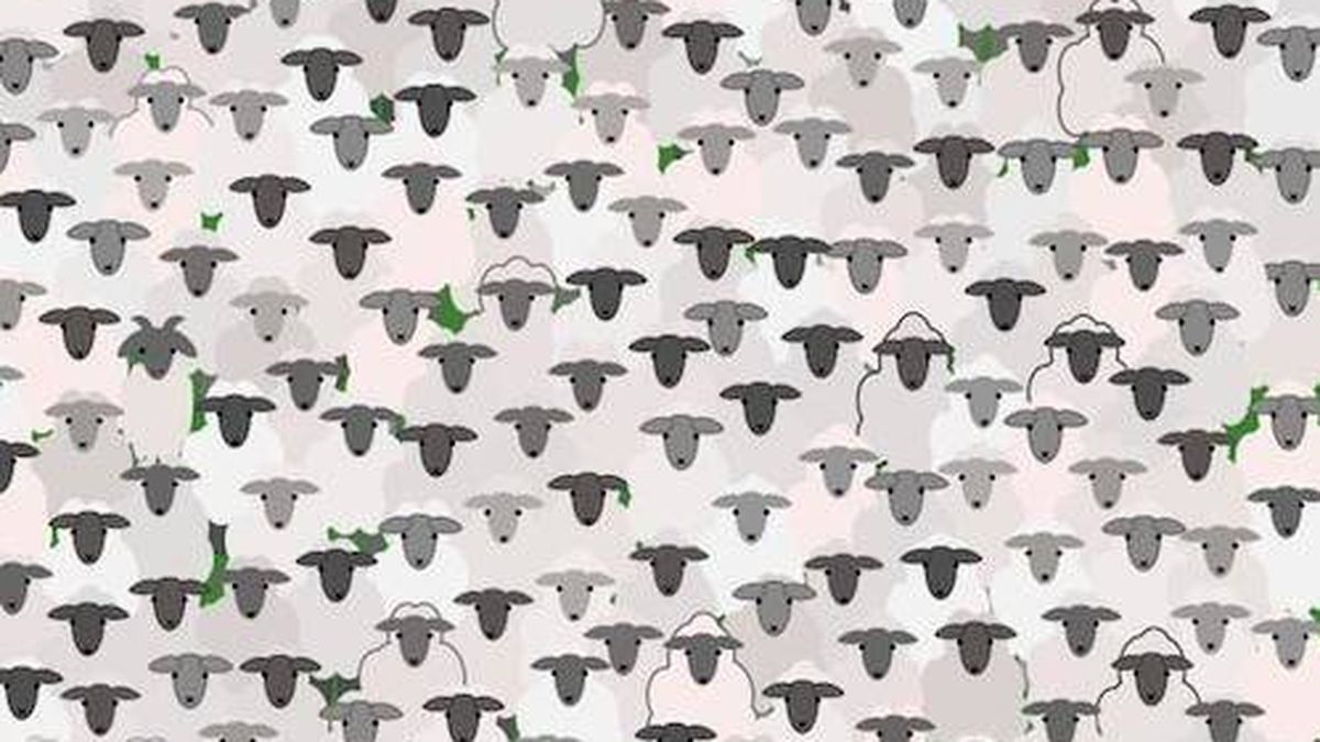 El último acertijo visual: ¿puedes encontrar la cabra entre todas estas ovejas?