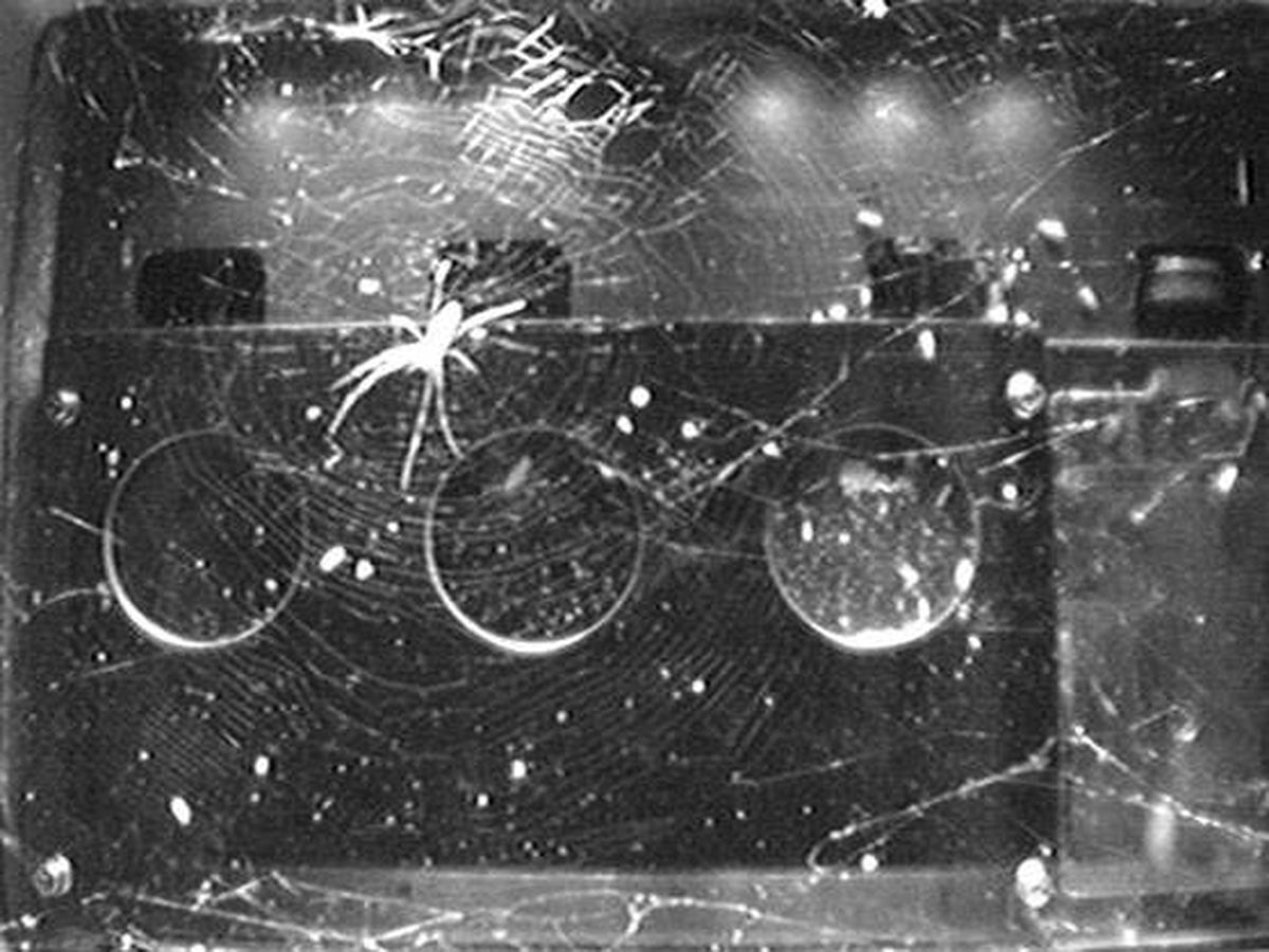 Foto: En el primer experimento se escaparon las arañas (Foto: YouTube)