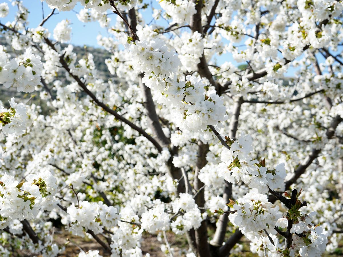 Foto: La floración de los cerezos es una imagen muy asociada a la primavera (EFE/EDUARDO PALOMO/Valle del Jerte)