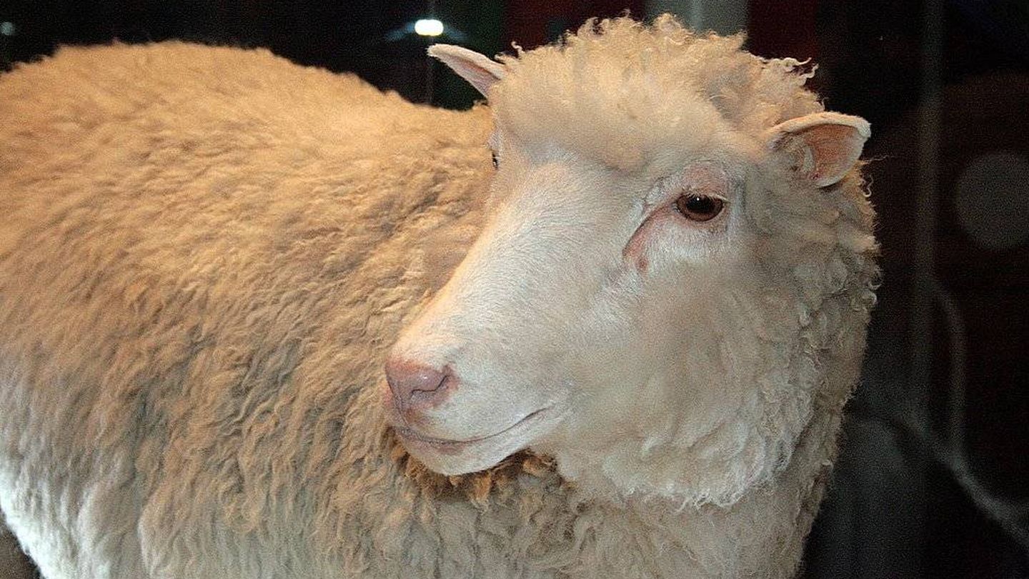 La oveja Dolly. (Wikimedia Commons)