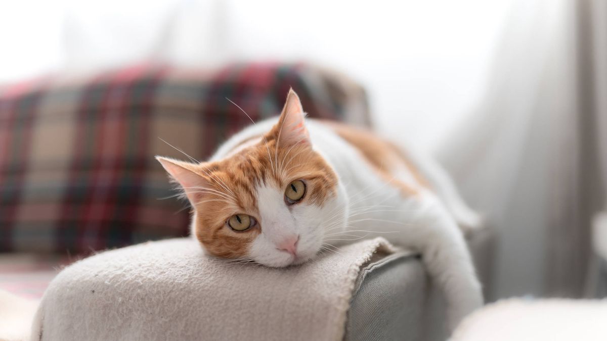 No, tu gato no está tan gordo: qué es la bolsa primordial de los felinos y para qué sirve