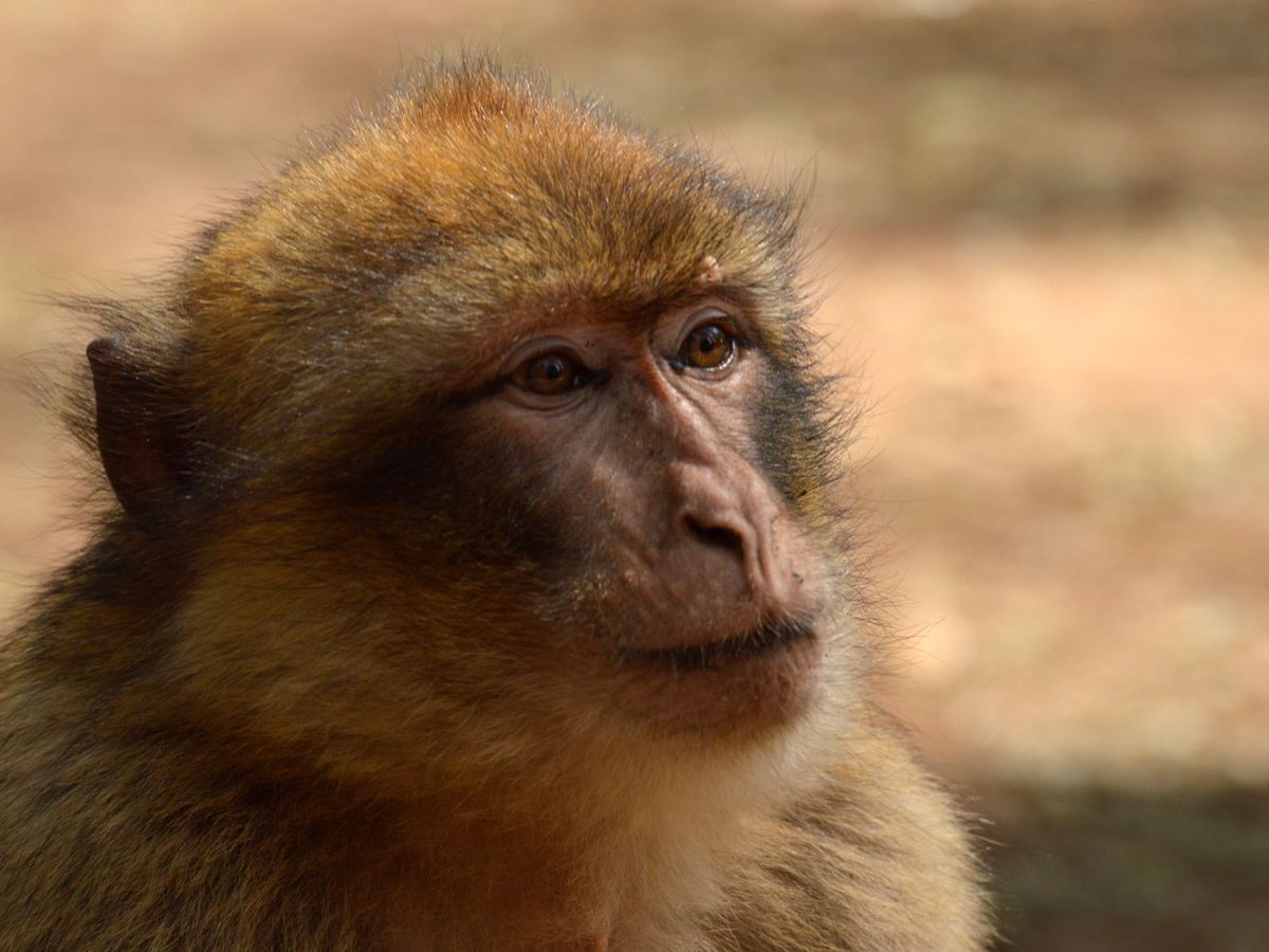 Foto: Monos de Gibraltar en imagen de archivo. (EFE/Mohamed Siali)
