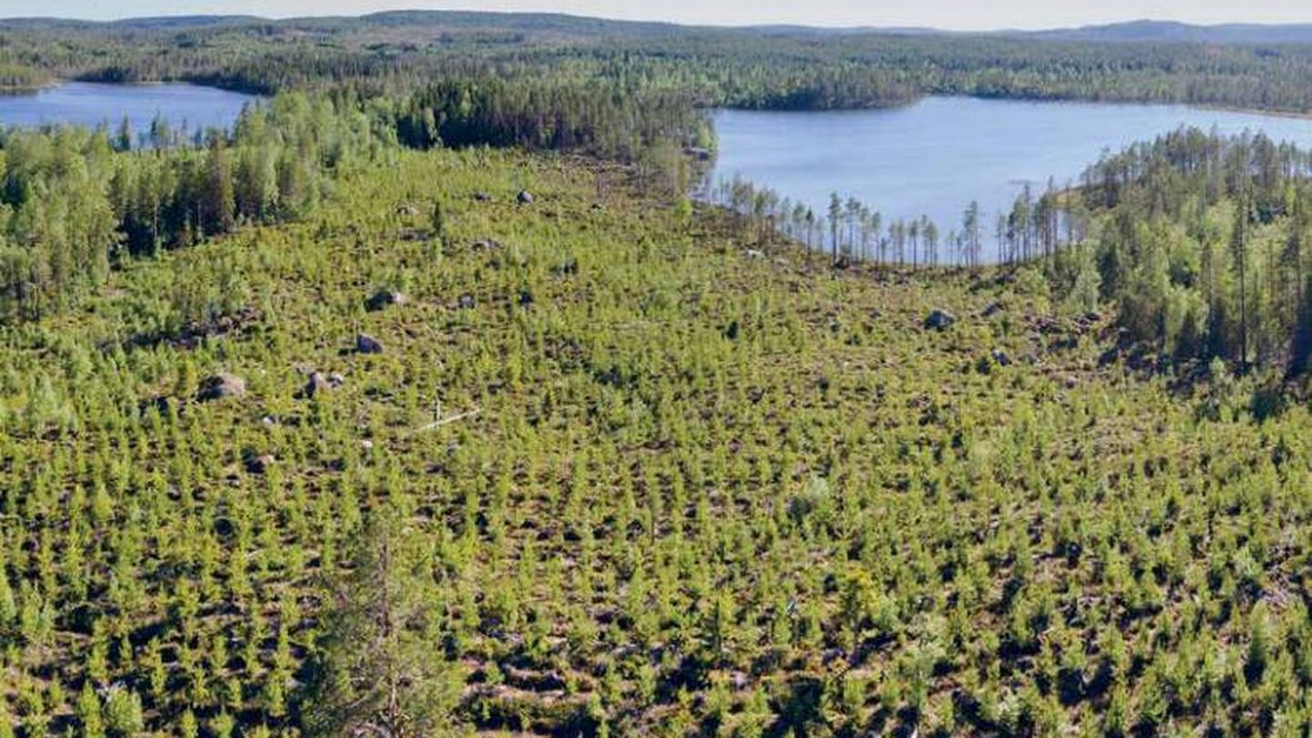 El de los bosques del Ártico es un problema menos visibilizado que el de la selva Amazónica. (Greenpeace)