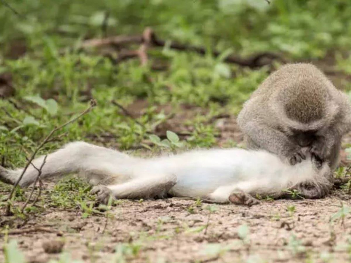 Foto: Una imagen en la que un mono le hace respiración boca a boca a su compañera. Foto: Twitter 