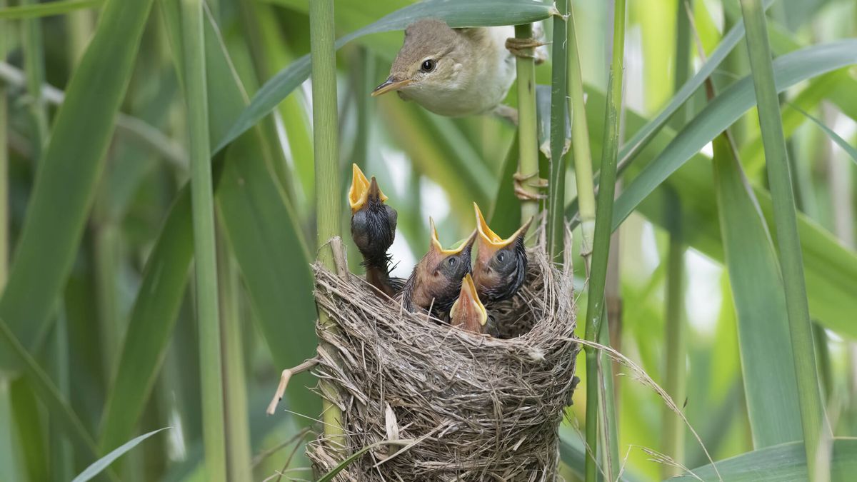 El instinto musical de los pájaros: aprenden canciones desde el interior del huevo