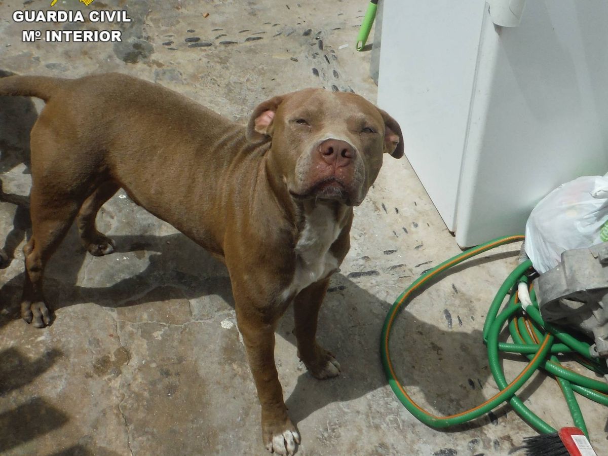 Foto: Investigan a un hombre por maltratar a un perro en Fuerteventura