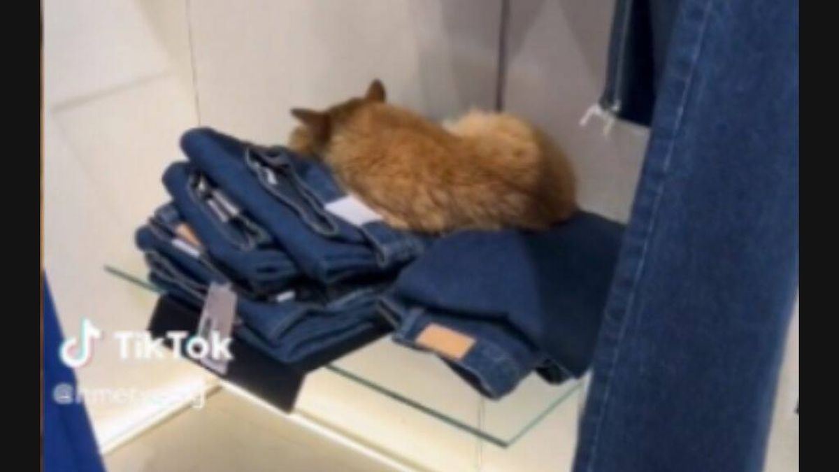 ¿Por qué hay una gata durmiendo dentro de una tienda de Mango?