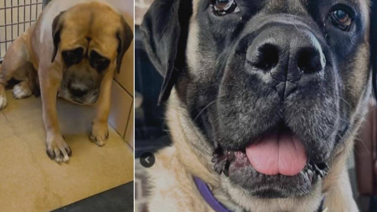 Un estadounidense comparte la transformación de su perro rescatado en tan solo un año