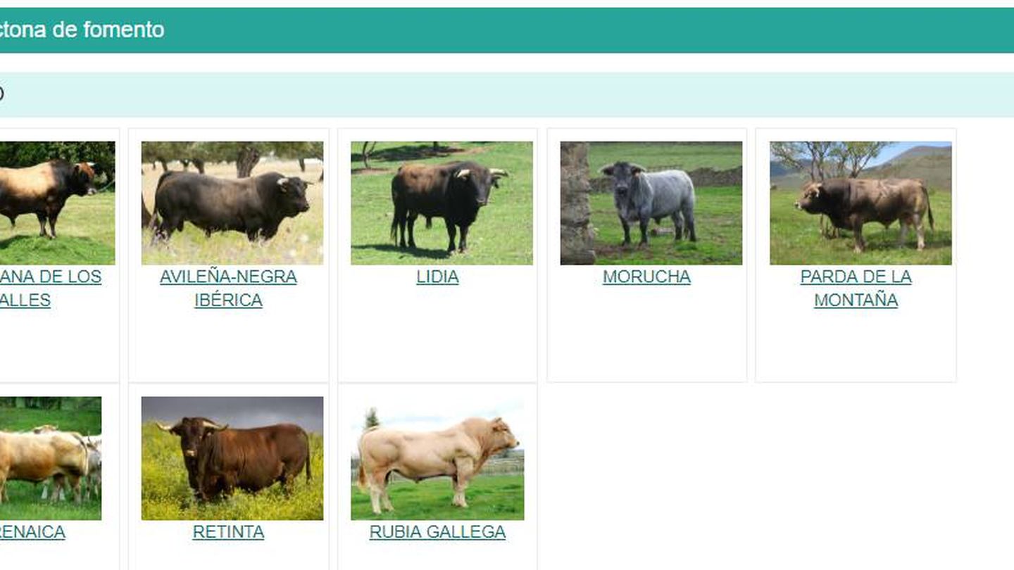 Algunas de las razas de bovino que cuyos genes se guardan en el Banco nacional de germoplasma animal