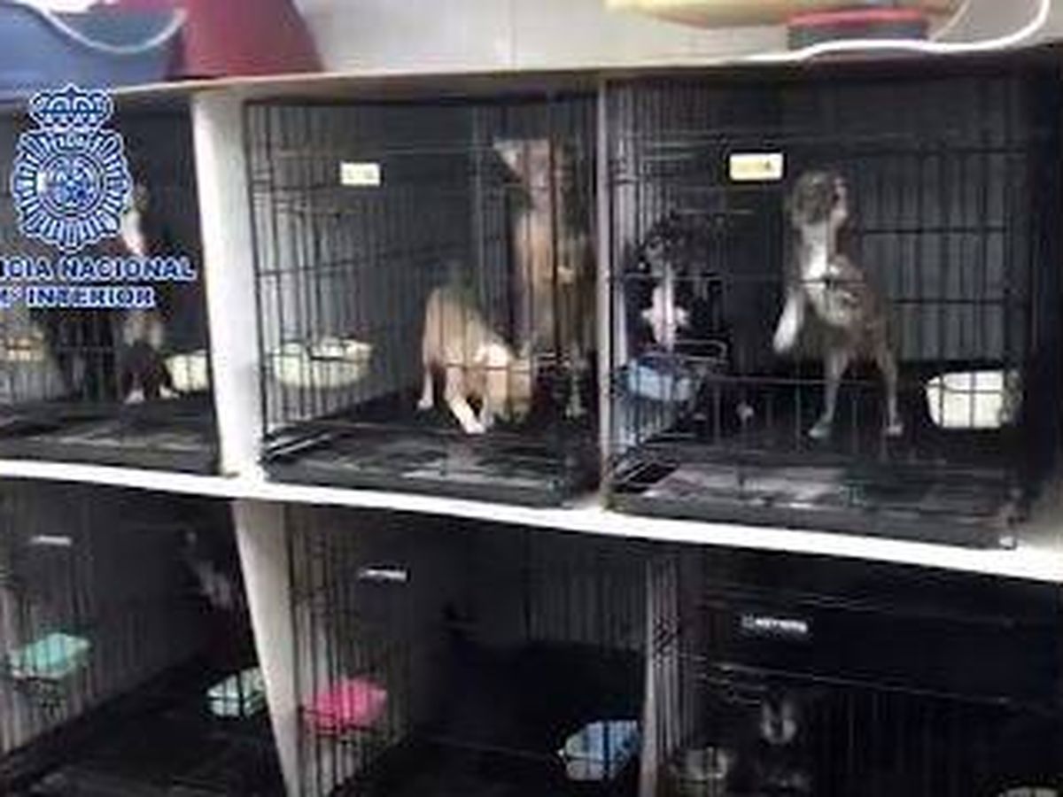 Foto: Desmantelan un criadero ilegal de chihuahuas con la liberación de 270 perros. Foto: Policía Nacional