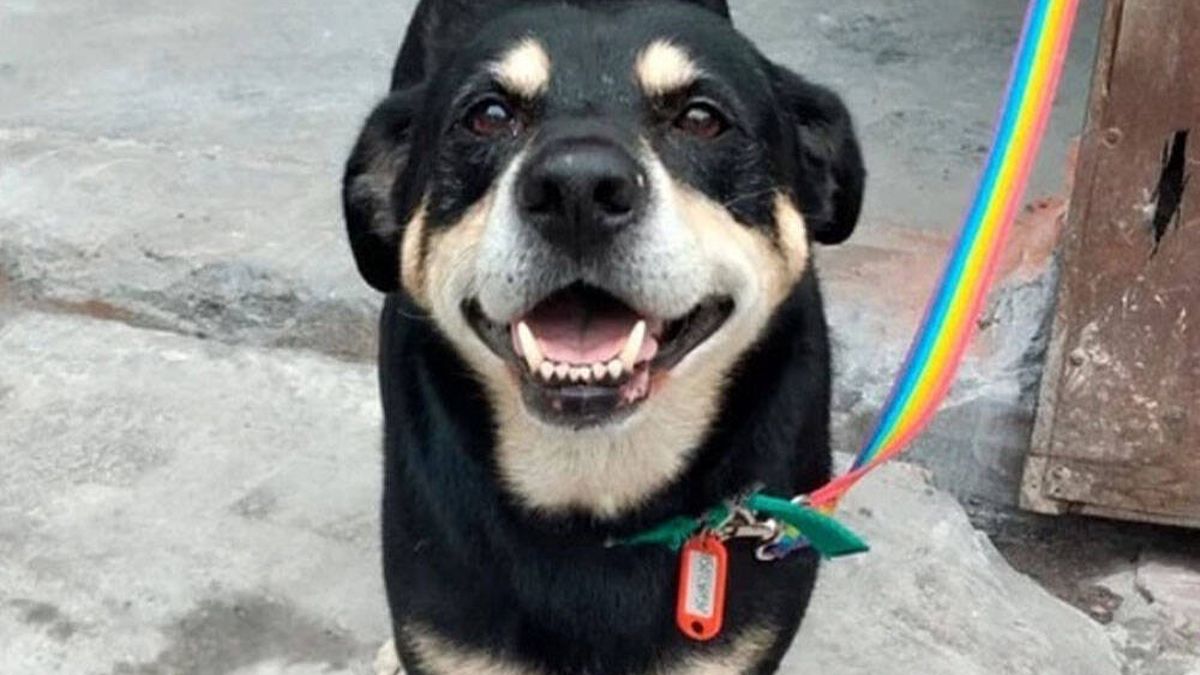 'Negro', el perro que busca familia en LinkedIn tras la muerte de su dueño