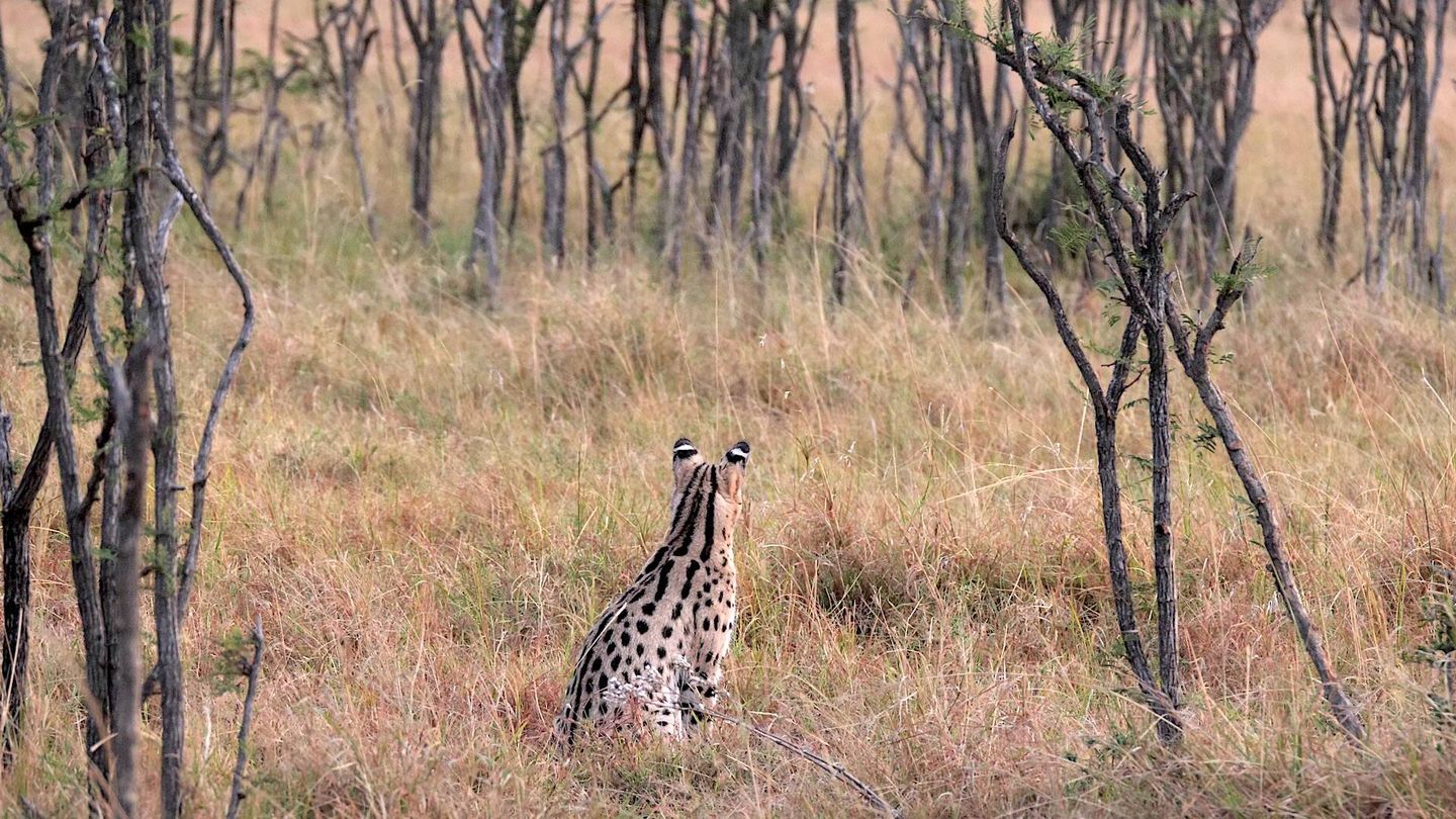 Un serval en su hábitat característico. (Andoni Canela)