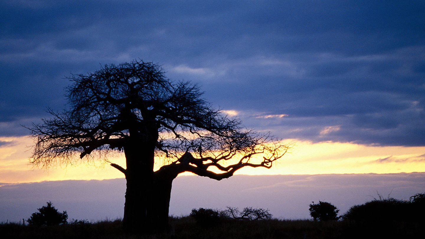 Baobab en el Parque Nacional Tarangire, Tanzania. (Andoni Canela)