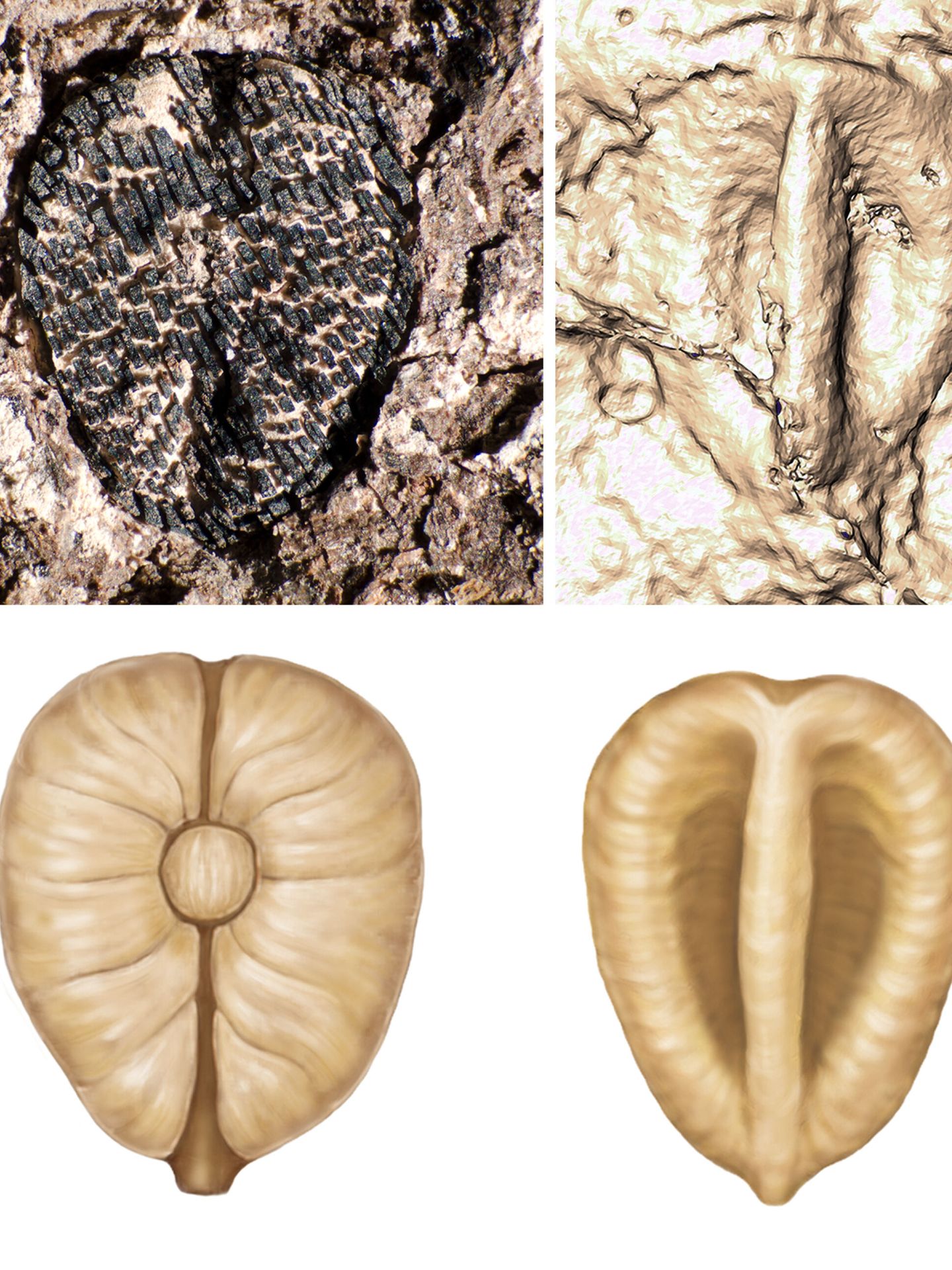Los fósiles de semillas que ayudaron a demostrar la teoría (EFE/Fabiany Herrera/Museo Field de Chicago)