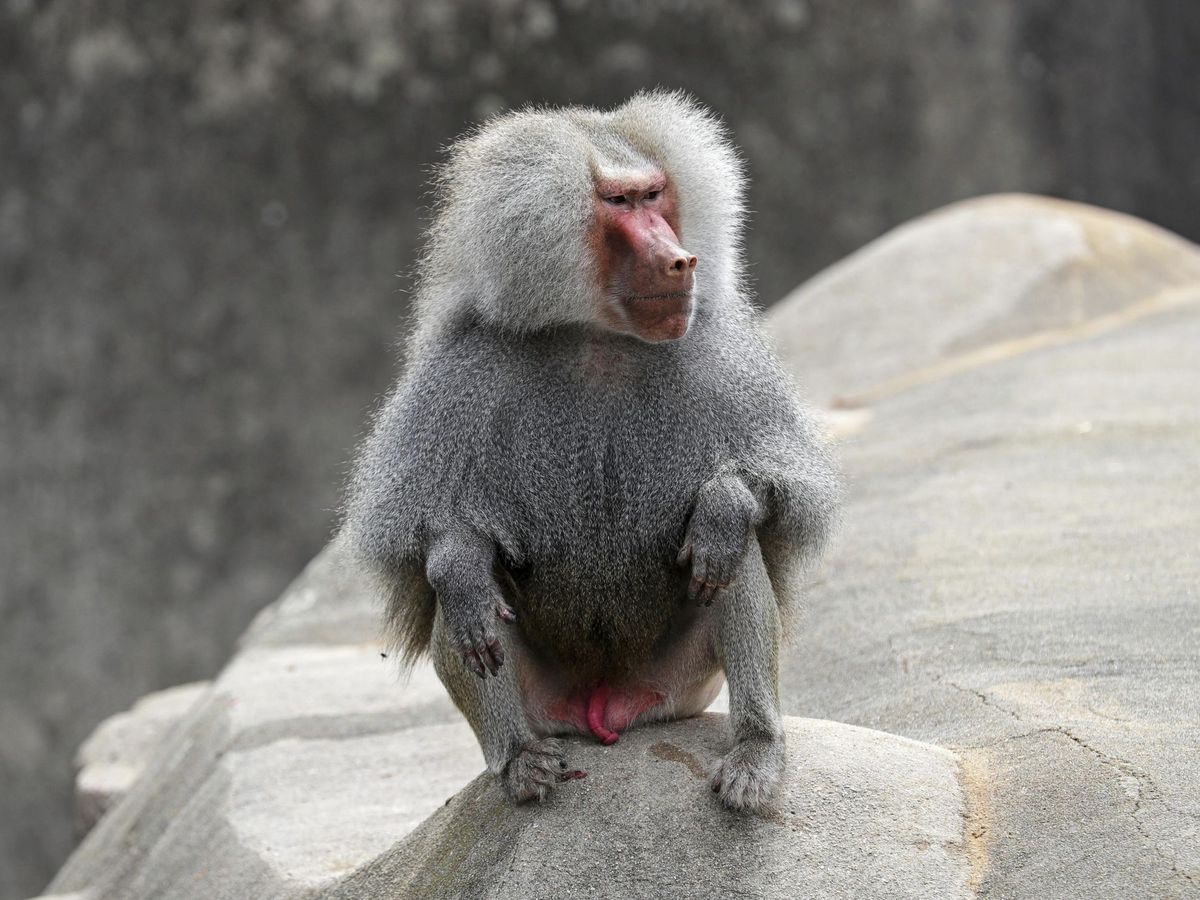 Foto: Las especies de primates son las que muestran mayores conductas homosexuales (EFE/Armando Babani)