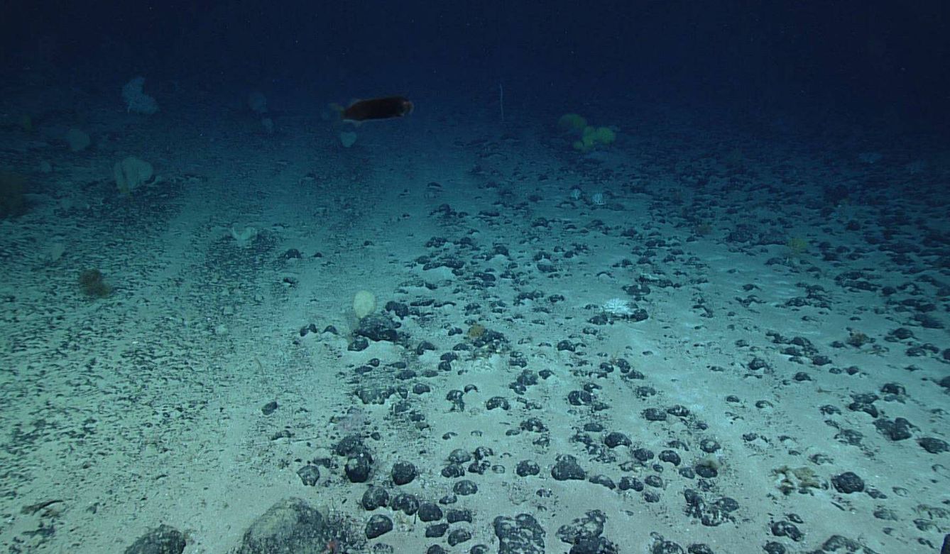 Nódulos de manganeso en el lecho oceánico. (NOAA)