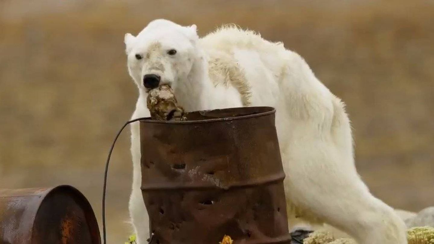 El oso polar aparece en el vídeo buscando comida en la basura (Paul Nicken)
